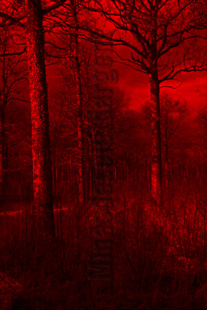 Série From a collection. 50x75 cm. Photographie d'après diapositive et film peint.