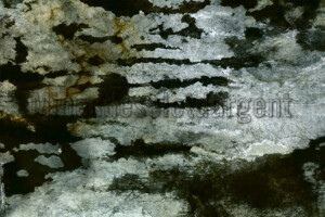 Série From a collection. 50x75 cm. Photographie d'après négatif n&b.