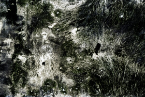 Série From a collection. 50x75 cm. Photographie d'après négatif n&b.